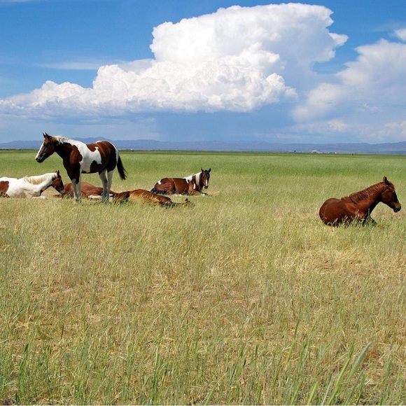 🌟Meet your Posh Ambassador, Diane - Picture 3 of 15